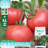 寿禾 蔬菜苗活苗带土发货大全菜苗种苗春夏各种秧苗山东寿光苗子阳台 粉冠番茄苗6棵+6L土