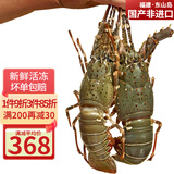 携宴福建小青龙虾大号龙虾海捕活冻大花龙海鲜水产 端午送礼生鲜水产 3斤实惠装3-5只【更大只】