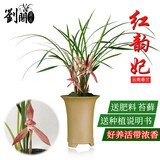 劉閣蘭花春兰花苗新品 红韵妃 花大浓香冬带花苞出售室内花卉绿植物盆栽 红韵妃4苗连体裸根不带花