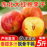 东北大红袍李子【顺丰快递】东北特产干核李子新鲜黄心脱骨李甜脆 3斤 精选中果【现摘现发】