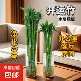 富贵竹大叶竹转运竹观音竹龙竹紫云竹水培四季好养招财富贵竹绿植 带根直头竹50cm高6根+营养液