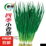 春蝶蔬菜种子四季播盆栽阳台庭院黄瓜豆角番茄甜瓜易种籽孑大全 四季小香葱【原装1包 约800粒】 一包(试种贵在快递费)