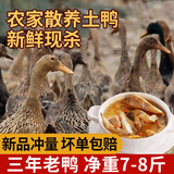 岽鲜 新鲜土鸭麻鸭3年老鸭子  农家散养老鸭新鲜冷冻鸭肉整只 三年老鸭 7-8斤