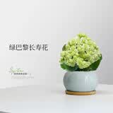 沭之美长寿花绿植花卉A级绿巴黎长寿花+圆球灰冰裂陶瓷盆+竹托源头直发