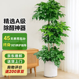爱优尚幸福树盆栽客厅室内大型绿植办公室乔迁新家绿宝净化空气源头直发
