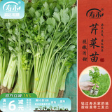 寿禾 蔬菜苗活苗带土发货大全菜苗种苗春夏各种秧苗山东寿光苗子阳台 小香芹菜苗10棵