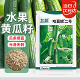 北蔬 黄瓜种子苗水果黄瓜无刺小青瓜菜种籽 卓脆哈莫妮二号种子100粒