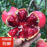 石榴树苗突尼斯软籽石榴苗大红袍蒙阳红盆栽地栽嫁接果树苗木 红如意5年苗【当年结果】