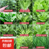 【种子大全】12种蔬菜种子四季菜种子阳台盆栽绿植庭院易种春秋 香菜+小白菜+菜心+上海青+菠菜