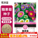 花沃里糖果菊花种子约1000粒 花卉种子阳台种菜土盆栽蔬菜种子庭院草籽
