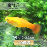 卡奇鱼 观赏鱼活体 胎生鱼 黑玛丽 皮球鱼 小型鱼 曼龙 热带鱼观赏鱼 金牡丹10条