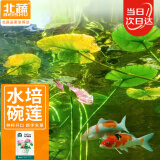 北蔬 水培碗莲花种子苗植物荷花种籽已开口水培花卉 开口碗莲种子40粒