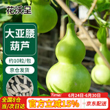 花沃里大亚腰葫芦种子10粒 花卉种子草籽家庭盆栽阳台办公庭院花坛种植