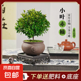 小叶赤楠盆景植物办公花卉基地直销批发绿植盆栽室内摆件花卉绿植 赤楠+祥狮报喜盆+苔藓+方底座
