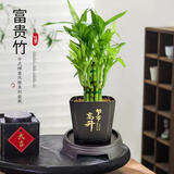 富贵竹盆栽植物室内净化空气绿植荷花竹办公室桌面四季好养小盆栽 荷花竹+节节高升盆+圆底座【1盆】 盆口直径约8cm