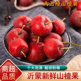 桃西村山东新鲜山楂果鲜果 沂蒙山五棱大金星山楂红果冰糖葫芦新鲜水果 2斤精选小果