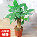 发财树盆栽大植物室内办公室桌面客厅小盆景招财树苗绿植花卉盆栽 小单杆发财树 3-5cm【原盆】 【送肥料】