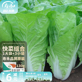 寿禾油菜种子矮脚上海青梗菜蔬菜小白菜快菜夏秋寿光蔬种籽四季青菜 寿禾奶油快菜种子130g组合