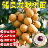 琅阙储良龙眼果树苗桂圆苗庭院盆栽南北方四季种植60-80cm源头直发