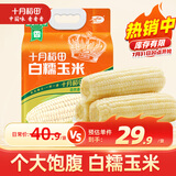 十月稻田 白糯玉米 4.16斤(260g*8根) 东北甜黏玉米棒 早餐苞米