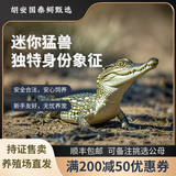 【顺丰包邮】网红独特异宠小鳄鱼活体迷你幼苗健康检疫附饲养手册 小鳄鱼25-30厘米顺丰包邮到家