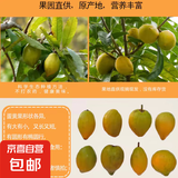 西双版纳鸡蛋果 蛋黄果  高档水果 罕见水果 中果 单果70g起 带箱半斤