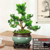 嗨绿黄杨老桩盆景树苗雀舌皱皮造型小叶盆栽绿植室内客厅好养树桩植物 老桩黄杨+天青盆621+底座