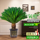 临雅铁树盆栽大型绿植盆景庭院四季好养植物除甲醛90cm含盆源头直发