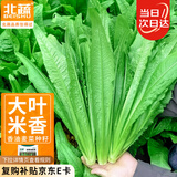 北蔬 油麦菜种子种苗甜脆大棵四季蔬菜种籽 卓脆米香油麦菜种子600粒