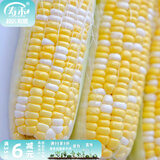 寿禾 超甜水果玉米种子大全紫糯黑甜糯可生食粘甜种孑秋季寿光蔬菜 [黄白]金辉甜玉米种子100g