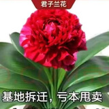 [当年开花】君子兰花苗裸根发货室内外四季常青植物盆栽君子兰苗 新品君子兰【大红】 2-4片叶叶子裸根发货【小苗1-2年左右开花】