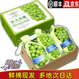 辣青春【顺丰多地次日达】云南阳光玫瑰青提葡萄晴王当季新鲜水果礼盒装 一级果2斤【原箱串装】单颗8-10g 颗颗甄选