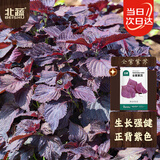 北蔬 紫苏种子苗全紫可食用大叶苏子叶四季蔬菜种籽 全紫紫苏种子20g