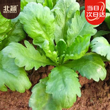 北蔬 大叶茼蒿种子虎耳茼蒿皇帝菜蔬菜种籽 大叶茼蒿种子15g约6700粒