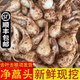辰实 【现货】藠头新鲜 藠头现挖茭头藠头 时令蔬菜新荞头 3斤（净藠头） 发顺丰