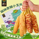 滇园（dianyuan） 云南西双版纳香糯小玉米礼盒装3斤 大号拇指玉米粗粮0添加 