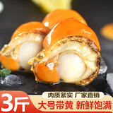 鲸口大开【精选】新鲜青岛大扇贝肉鲜活即食超大夏夷贝带黄无沙鲜活冷冻 新鲜现剥扇贝肉3斤(净重)