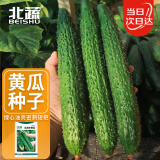 北蔬 黄瓜种子苗春季老品种密刺绿心菜籽 卓脆瓜满多大黄瓜种子100粒