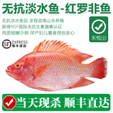 太湖海【无抗或有机认证 淡水鲈鱼】孕妇婴儿童食辅 鲜活三去鱼类水产 无抗罗非鱼 总3斤（又名金斑红）