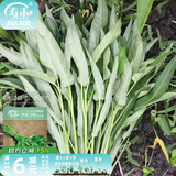 寿禾 台湾竹叶空心菜种子通心菜雍菜柳叶四季春寿光蔬菜籽 齐松2号空心菜种子50g