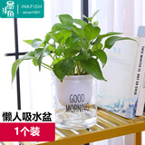 墨斗鱼自动吸水盆懒人神器透明圆形塑料水培早安盆器创意多肉1个装