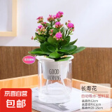 长寿花盆栽重瓣金狐狸大花带花苞花苗 四季开花耐旱好养花卉植物 【随机色】储水盆 高约18-30cm
