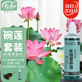 寿禾 碗莲种子带营养液水培鱼缸装饰 碗莲2包20粒带营养液(10粒/包)
