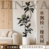 临雅特级橡皮树黑金刚大盆栽造型客厅室内大型绿植好养活落地四季植物 【旗舰款】单飘枝橡皮树1.4-1.6m+白色圆筒盆