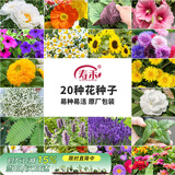寿禾 花种子苗薄荷波斯菊太阳花格桑花向日葵花种籽 20种花草种子套餐