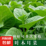木耳菜种子厚肉大叶落葵籽豆腐菜阳台四季盆栽抗病高产蔬菜菜 大叶木耳菜种子 1包约120粒