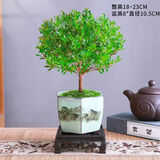 泰西丝小叶赤楠盆栽 精品小叶赤楠+彩绘山水瓷盆+塑料方托+苔藓源头直发