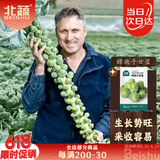 北蔬 孢子甘蓝菜种子种苗小包菜卷心菜蔬菜种籽 绿孢子甘蓝种子20粒