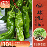 寿禾 蔬菜苗活苗带土发货大全菜苗种苗春夏各种秧苗山东寿光苗子阳台 薄皮辣椒苗 6棵