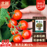 北蔬 矮生番茄种子苗蔬菜红珍珠小西红柿种籽 矮生盆栽红番茄种子50粒